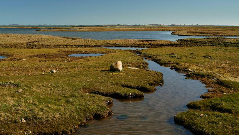 Monnet med Danmarks fineste strandenge ligger på Sydtåsinge