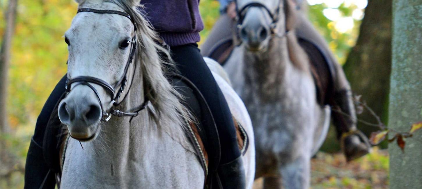 Ridetur i nogle Danmarks smukkeste landskaber på hesteryg.