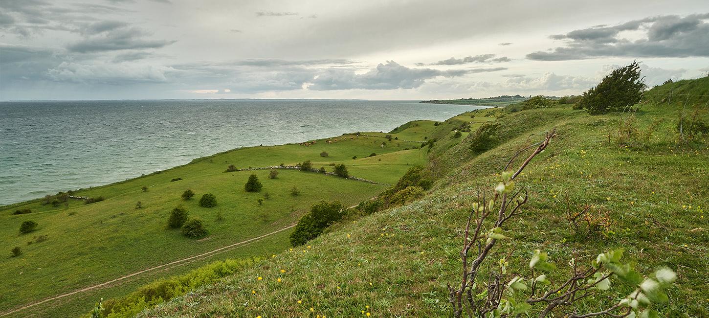 Skredterrasserne ved Voderup Klint fotograferet mod vest