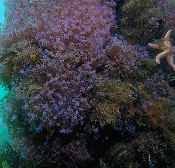 Naturdyk i Geopark Det Sydfynske Øhav